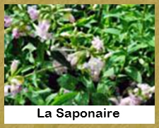 La Saponaire